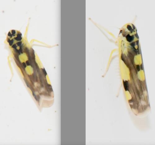 Réf. 348 690 : Eupteryx aurata